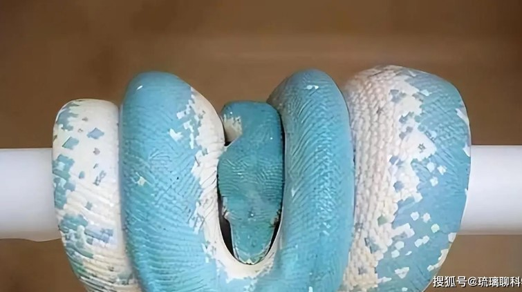 Sự giảm số lượng của chúng trong tự nhiên đã đẩy loài này đến bờ vực tuyệt chủng.