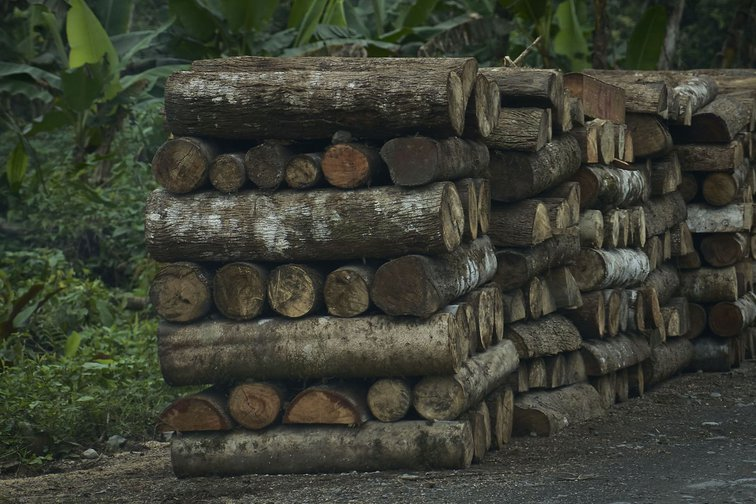 Gỗ Balsa, còn được biết đến với tên gọi cây gỗ bấc hoặc chân thỏ, là loại cây thuộc họ Cẩm quỳ, chi Ochroma. Ban đầu là cây bản địa của miền nam Mexico tới miền nam Brasil, nay nó cũng mọc ở nhiều nơi khác như Indonesia, Thái Lan, Colombia, Guinea...