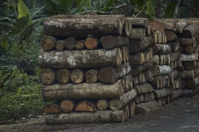 Gỗ Balsa, còn được biết đến với tên gọi cây gỗ bấc hoặc chân thỏ, là loại cây thuộc họ Cẩm quỳ, chi Ochroma. Ban đầu là cây bản địa của miền nam Mexico tới miền nam Brasil, nay nó cũng mọc ở nhiều nơi khác như Indonesia, Thái Lan, Colombia, Guinea...