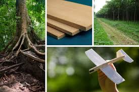 Gỗ Balsa có độ cứng và khối lượng thấp nhất trong tất cả các loại gỗ. Mỗi centimet vuông chỉ nặng khoảng 0,1g, giúp cho nó trở thành loại gỗ nhẹ nhất thế giới.