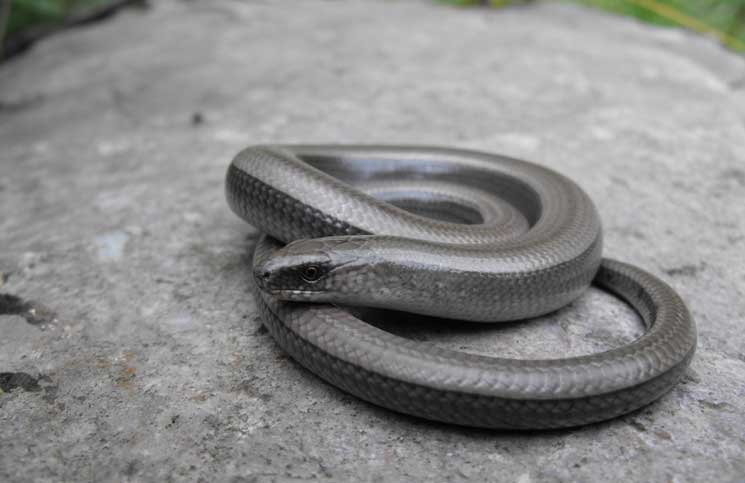 Thịt của rắn thủy tinh được coi là ngon và được phân phối chủ yếu ở Bắc Mỹ và Trung Quốc.