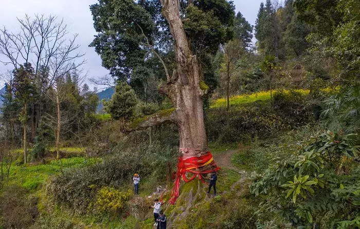 Cây nanmu vàng cao tới hơn 30 mét, thân thẳng, phát triển chủ yếu ở các thung lũng cận nhiệt đới và ven sông ở độ cao 1.000 đến 1.500 mét, chủ yếu mọc ở các tỉnh phía nam sông Dương Tử của Trung Quốc.