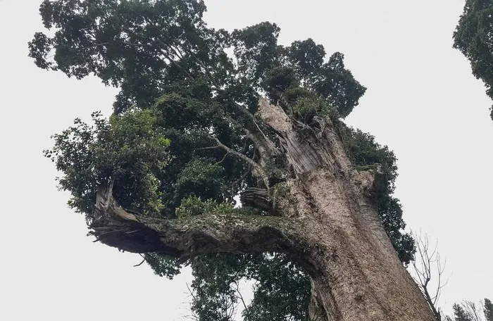 Tuy nhiên, nanmu vàng sinh trưởng trong môi trường khắc nghiệt và có chu kỳ sinh trưởng chậm.
