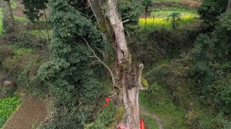 Mặc dù vàng cũng có giá trị cao, nhưng sản lượng của nó nhiều hơn gỗ nanmu, do đó, nanmu vàng được xem là đắt đỏ và quý giá hơn cả vàng.