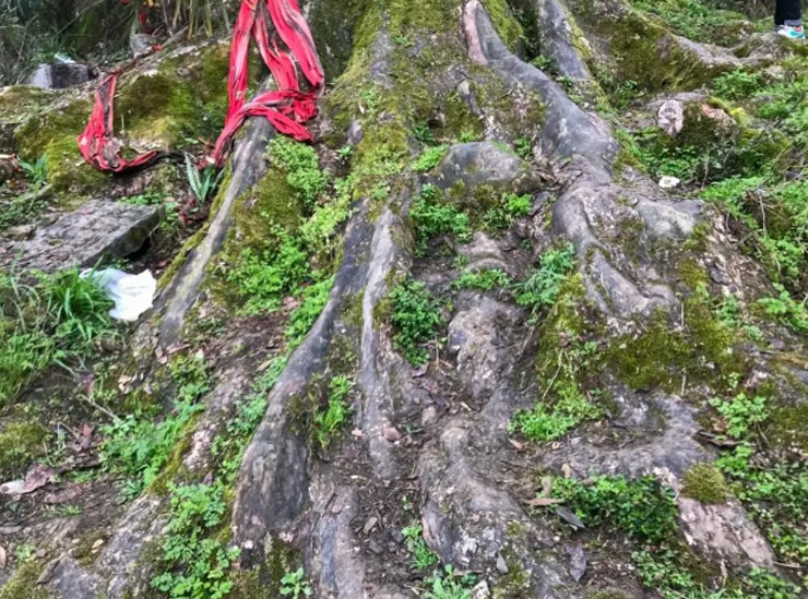 Việc làm tơ vàng từ nanmu cũng rất khó khăn và không phải mọi cây nanmu đều tạo ra được sợi vàng bên trong.