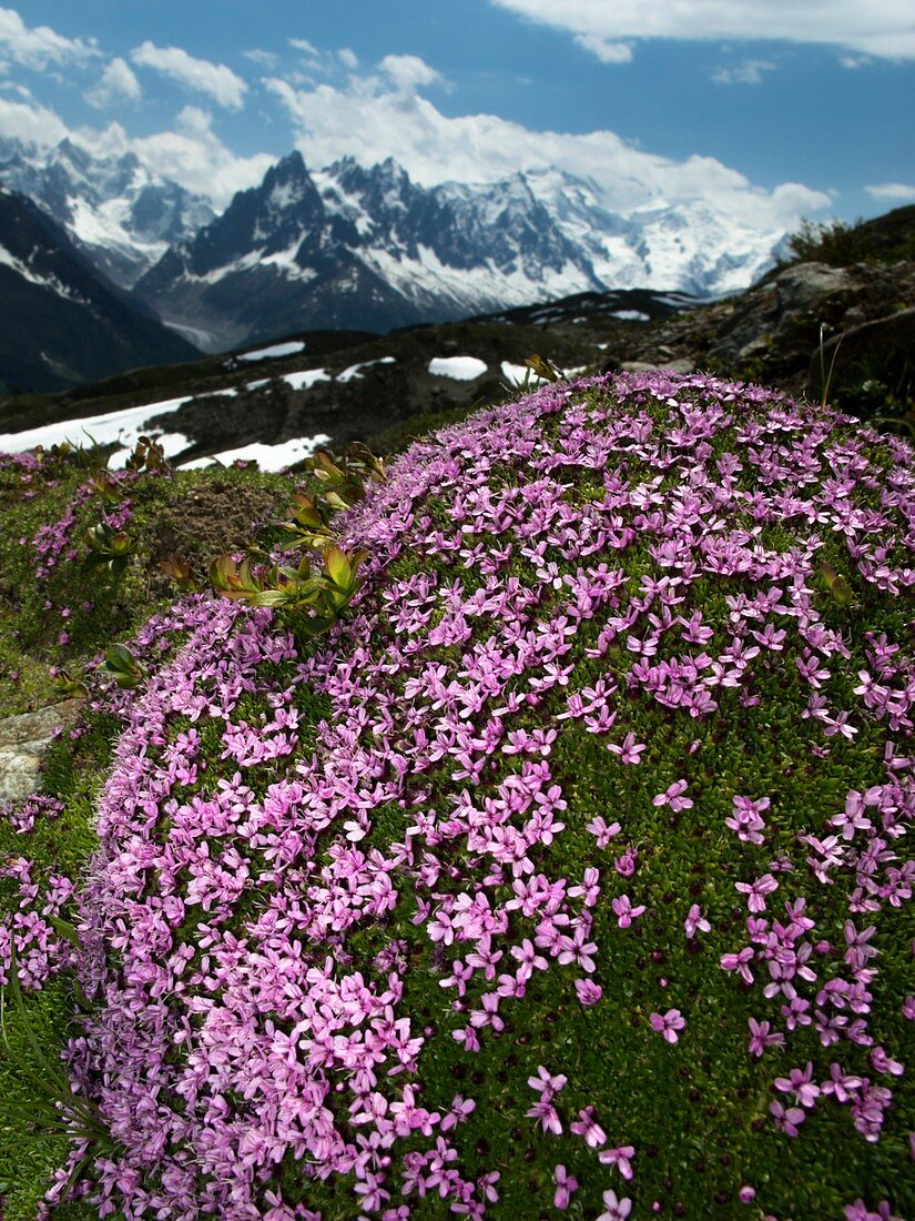 Cấu trúc mái vòm của cây giúp giải quyết vấn đề nghèo chất dinh dưỡng ở vùng cực bằng cách giữ lại lá chết bên trong mái vòm để bón phân hiệu quả.