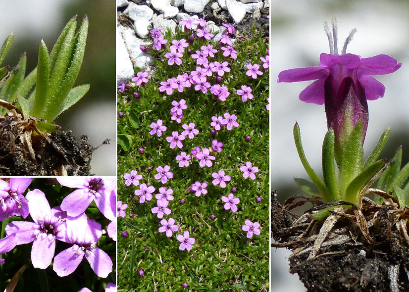 Mỗi cây la bàn chỉ cần tạo ra một hạt giống để tái sinh trong vòng đời của mình, và sau khi hoa tàn, hạt giống được bảo vệ trong lớp nang cho đến khi thoát ra và chu du vào cuộc sống hoang dã của Bắc cực.