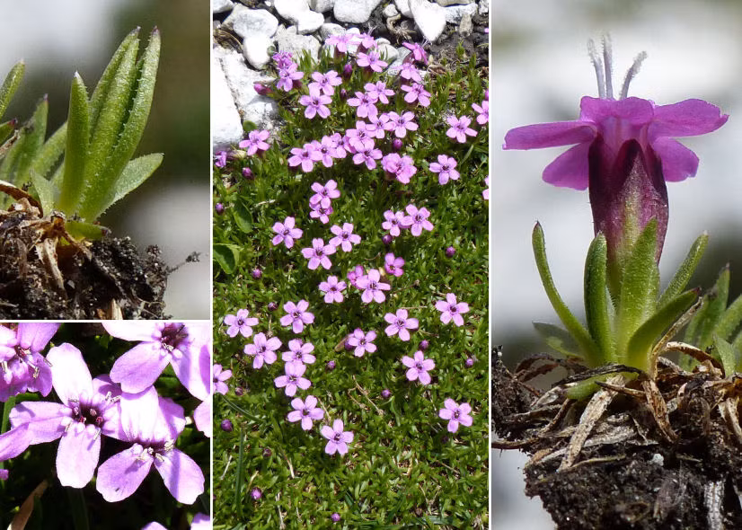 Mỗi cây la bàn chỉ cần tạo ra một hạt giống để tái sinh trong vòng đời của mình, và sau khi hoa tàn, hạt giống được bảo vệ trong lớp nang cho đến khi thoát ra và chu du vào cuộc sống hoang dã của Bắc cực.