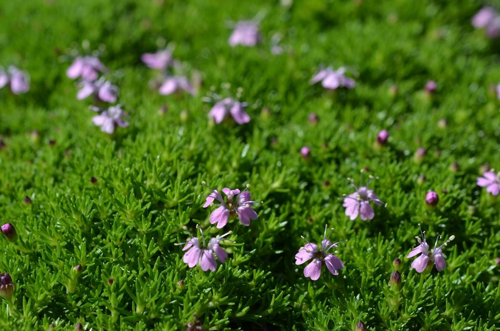 Sự ngoan cường của loài cây la bàn là vũ khí bí mật giúp chúng sinh tồn trong môi trường khắc nghiệt này.