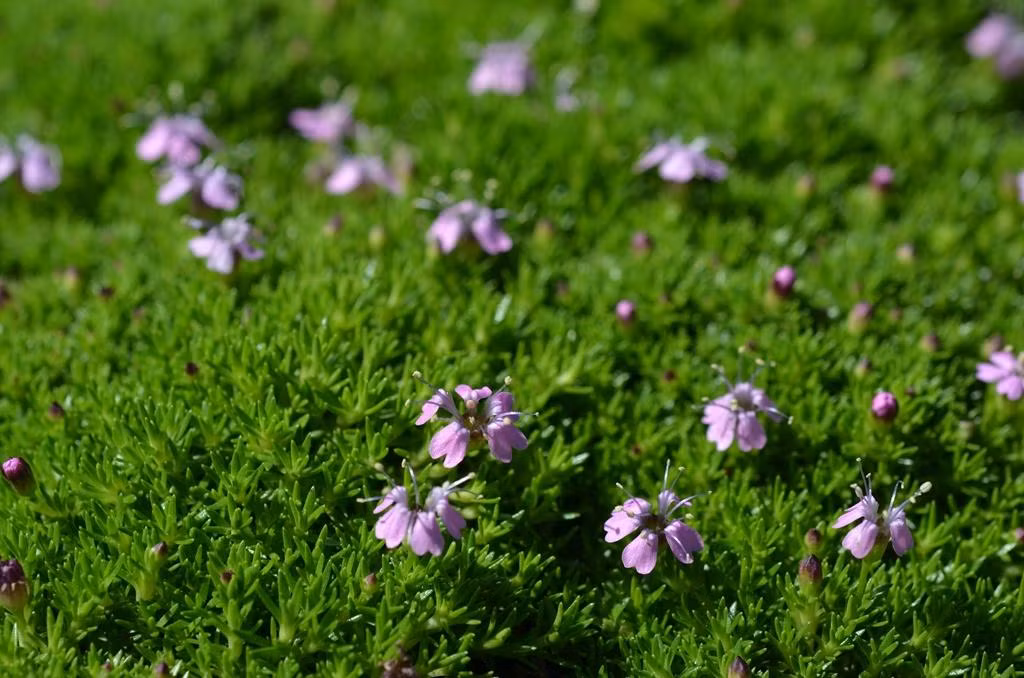 Sự ngoan cường của loài cây la bàn là vũ khí bí mật giúp chúng sinh tồn trong môi trường khắc nghiệt này.