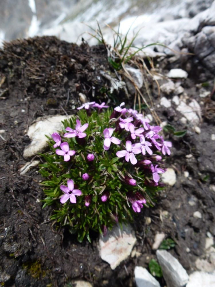 Hình dạng và khung cây giúp cây la bàn chống lại gió mạnh, lạnh và thiếu dưỡng chất ở vùng cực.