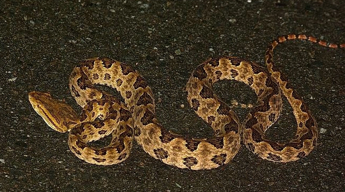 Mặc dù không độc, nhưng rắn cườm thường bị nhầm lẫn với rắn lục cườm, một loài rắn thực sự độc hại. Điều này đã dẫn đến nhiều trường hợp "chết oan" khi con người lầm tưởng rằng rắn cườm cũng độc. (Trong ảnh là rắn lục cườm)