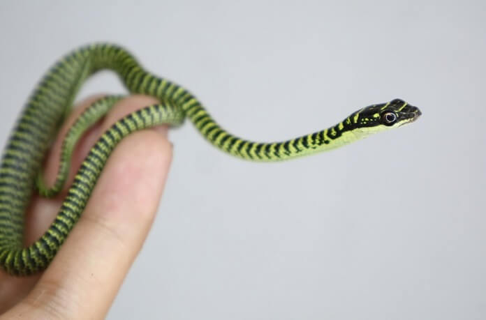 Điều quan trọng là phải phân biệt rõ ràng giữa rắn cườm và rắn lục cườm để tránh những tai nạn không mong muốn.