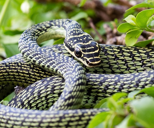 Thức ăn chính của chúng là thằn lằn, các loài gặm nhấm nhỏ và con cái thường đẻ từ 6 đến 12 trứng.