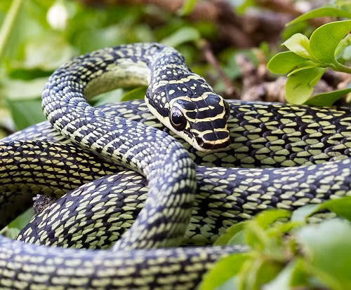 Thức ăn chính của chúng là thằn lằn, các loài gặm nhấm nhỏ và con cái thường đẻ từ 6 đến 12 trứng.