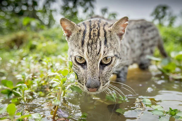 Mèo cá có thể lặn sâu xuống đáy nước để săn mồi và thường hoạt động vào ban đêm.