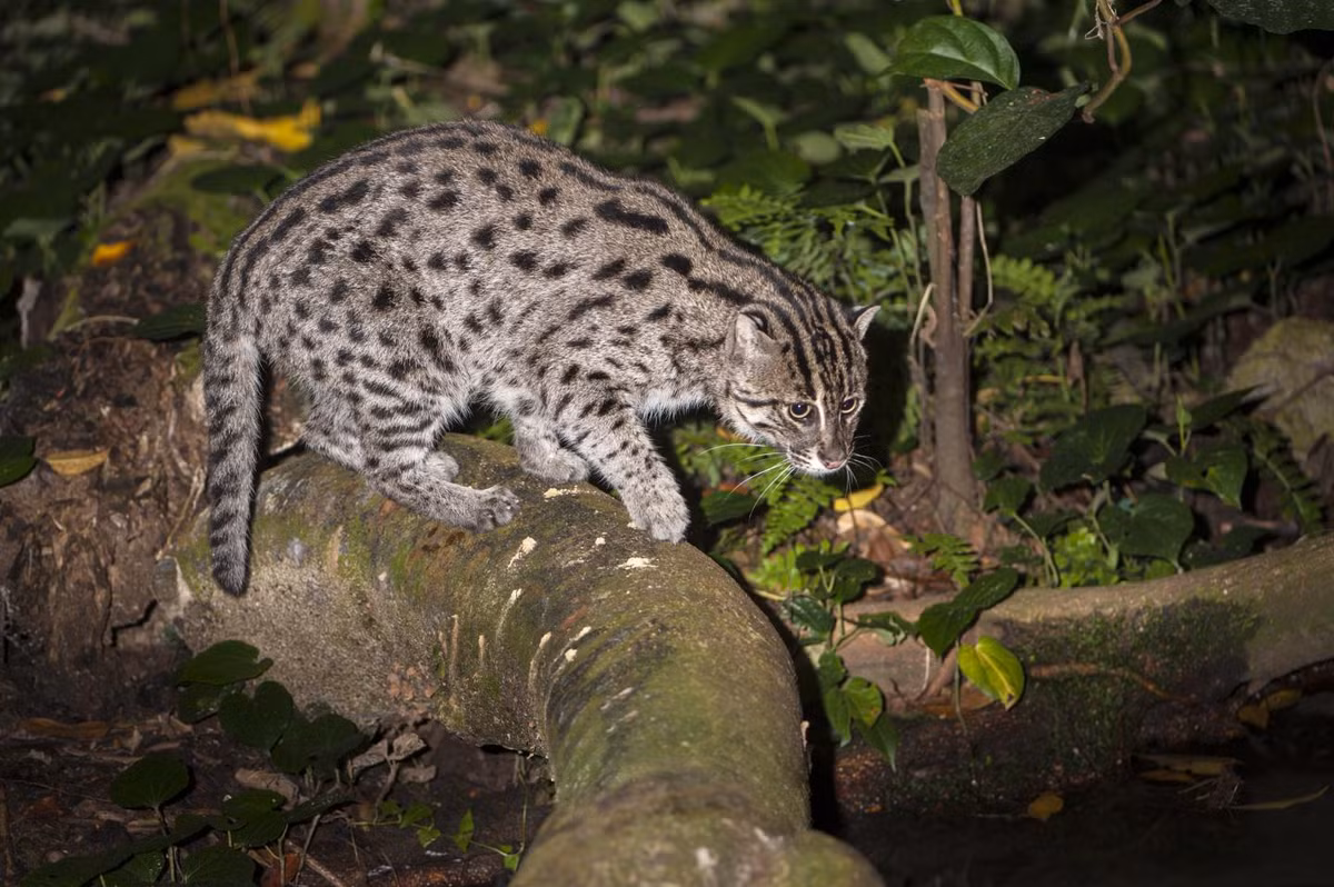 Mèo cá thường xuyên sống trên mặt đất và xây tổ trong các hốc đất, bụi rậm, hoặc hốc cây.