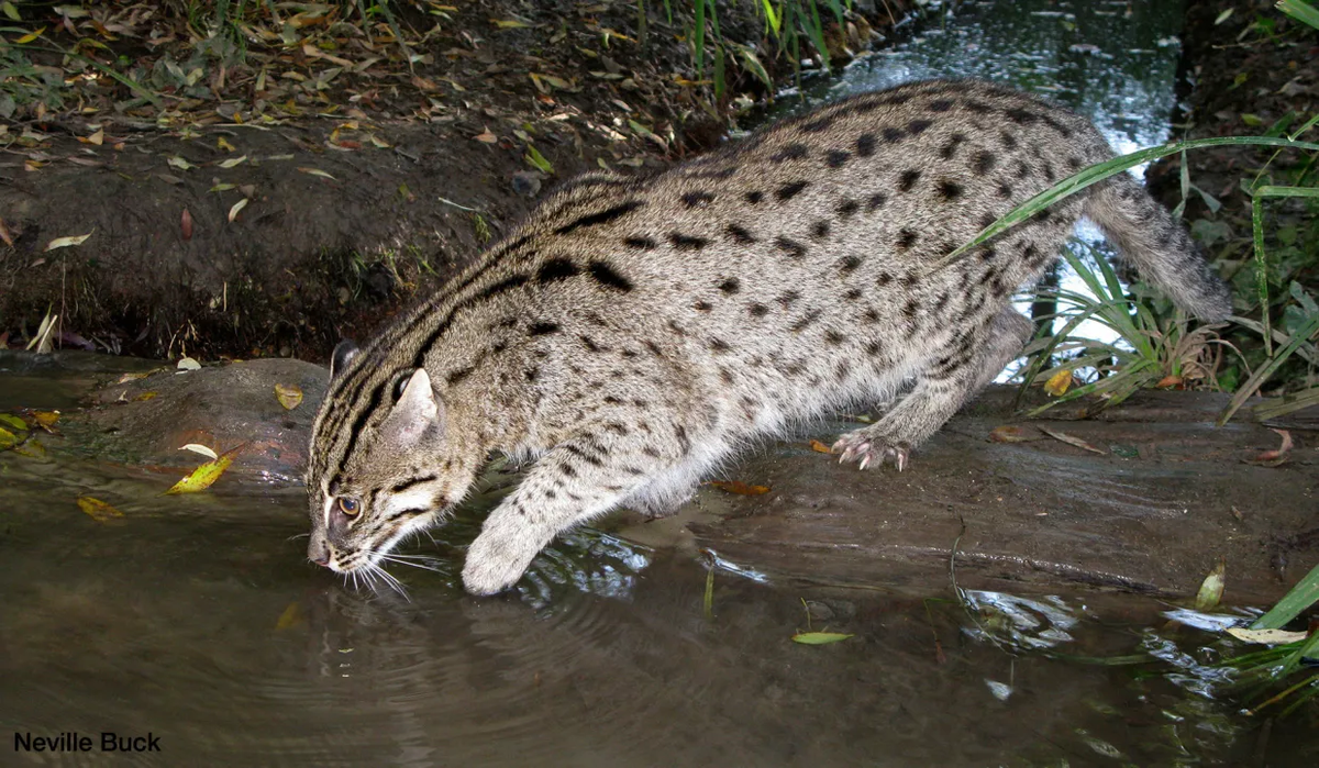 Tuy nhiên, mèo cá đang đối diện với nguy cơ tuyệt chủng do bị săn bắt quá mức để lấy thịt, lông hoặc nuôi làm vật cảnh. Do đó, chúng được xếp vào nhóm động vật sắp nguy cấp trong Sách Đỏ.