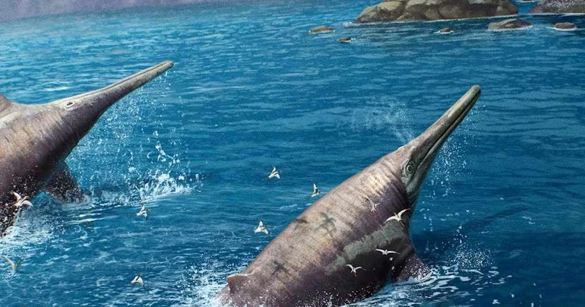 Họ liên hệ với các nhà nghiên cứu và tìm thấy một phần xương hàm khổng lồ, dài hơn 213 cm nếu hoàn chỉnh, từ loài ichthyosaur.