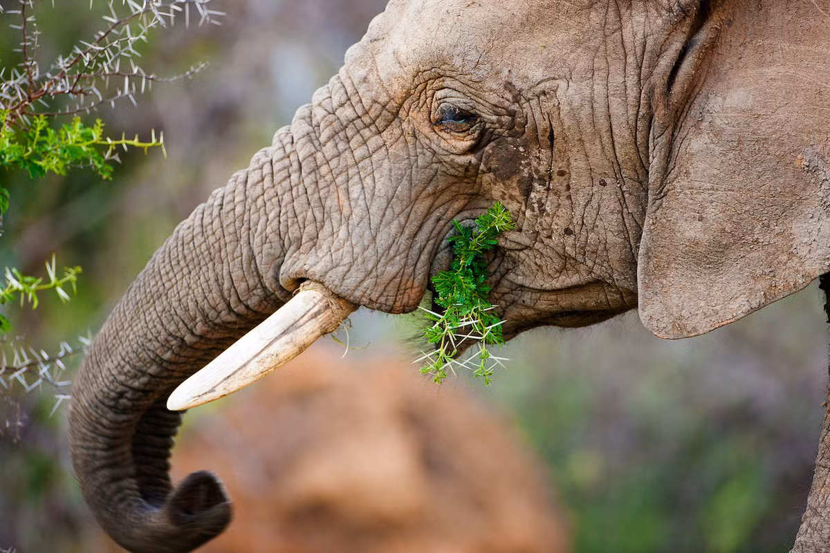 Nếu bạn đắc tội với một con voi, dù bạn có thoát khỏi nó, nó sẽ ghi nhớ và có thể trả giá đắt nếu gặp lại.