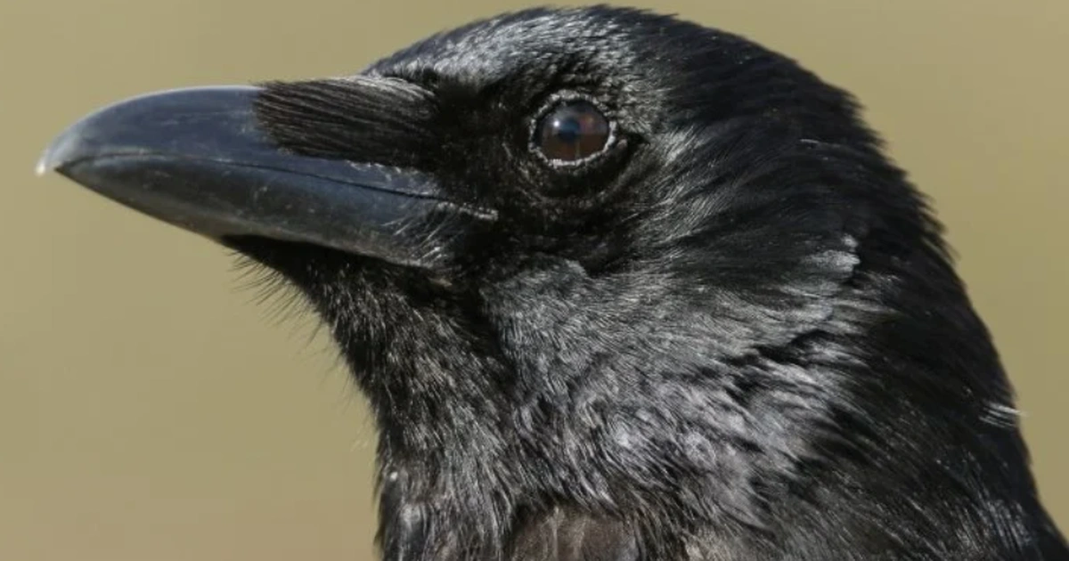 2. Quạ: Được biết đến là một trong những loài chim thông minh nhất, quạ có khả năng ghi nhớ khuôn mặt của con người.