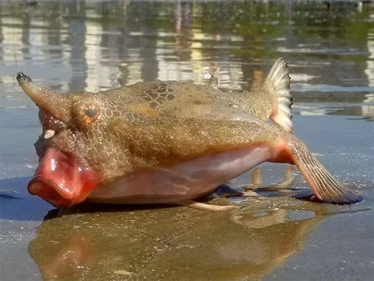 Chúng có cấu tạo mang kết hợp hai phần: một phần để hô hấp dưới nước và phần còn lại dùng để thở không khí trên cạn.