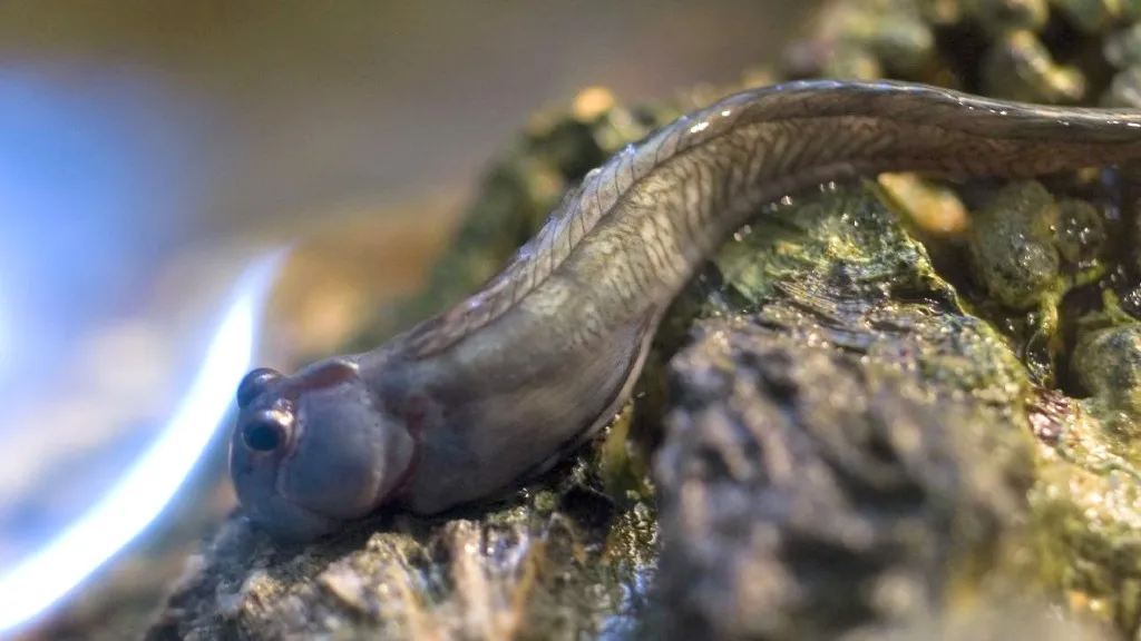 Chúng di chuyển nhanh trên các bề mặt đá bằng cách sử dụng hành động xoắn đuôi và các vây để bám vào bề mặt.