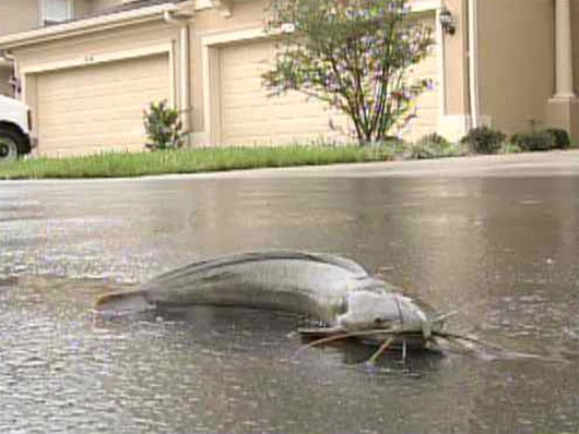 4. Cá nheo (Clarias batrachus): Loài cá này có nguồn gốc từ Thái Lan và có khả năng hít thở để di chuyển trên địa hình ẩm ướt hay con phố ngập nước.