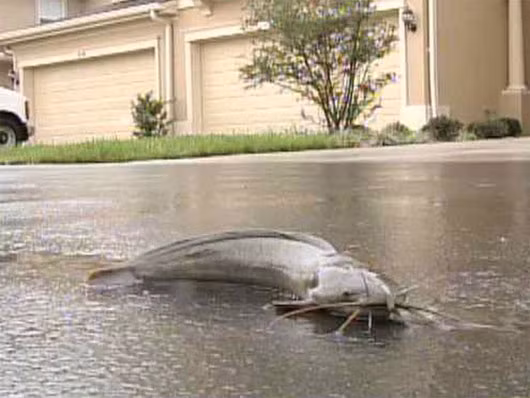 4. Cá nheo (Clarias batrachus): Loài cá này có nguồn gốc từ Thái Lan và có khả năng hít thở để di chuyển trên địa hình ẩm ướt hay con phố ngập nước.