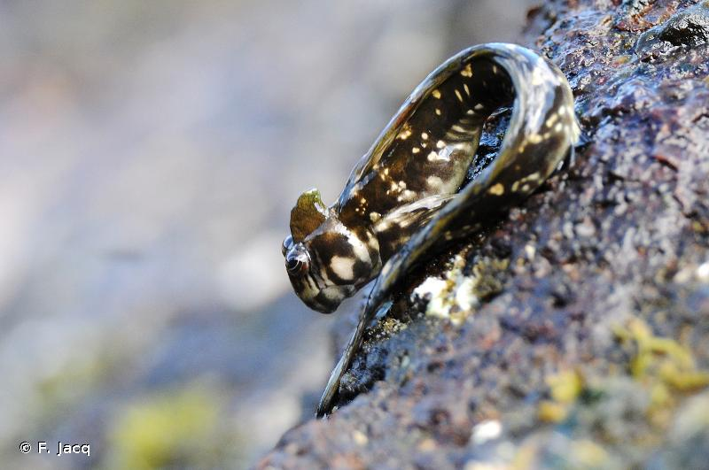 3. Cá lon mây Thái Bình Dương (Alticus arnoldorum): Đây là loài cá biển sống trên đất liền và có thể nhảy rất xa dù không có chân.