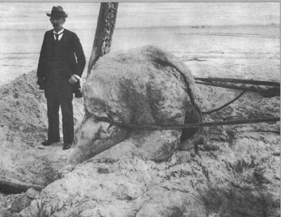 Các sự kiện tương tự đã được ghi nhận trên toàn thế giới, từ Nam Phi đến Bermuda và Chile.