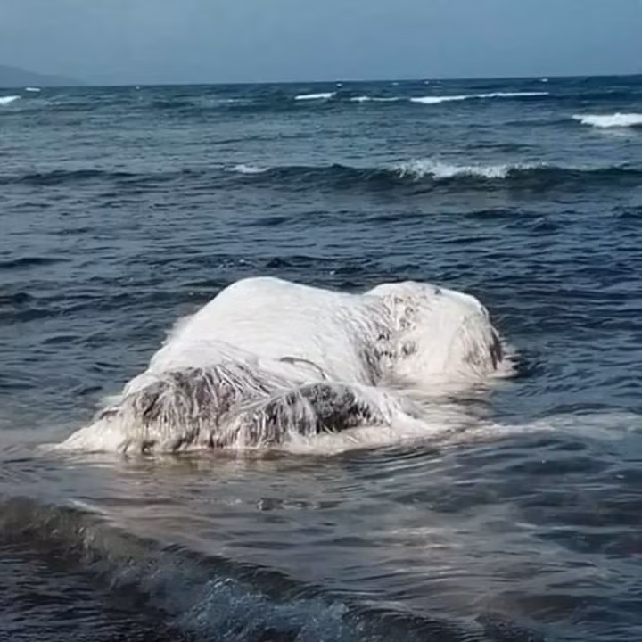Mặc dù trước đây những xác chết này thường được xem là bí ẩn và gây sự hoảng loạn, nhưng với sự tiến bộ trong công nghệ DNA, nhiều loài "Globster" đã được xác định là các loài cá voi chết.