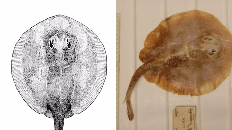 Sách Đỏ của IUCN hiện chứa ít nhất 120 loài cá biển có nguy cơ tuyệt chủng.