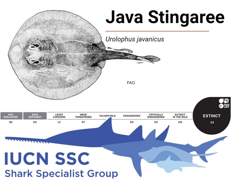 Theo đó, việc bảo tồn loài cá nước ngọt rất quan trọng vì chúng đóng vai trò quan trọng trong hệ sinh thái và khả năng phục hồi của môi trường.