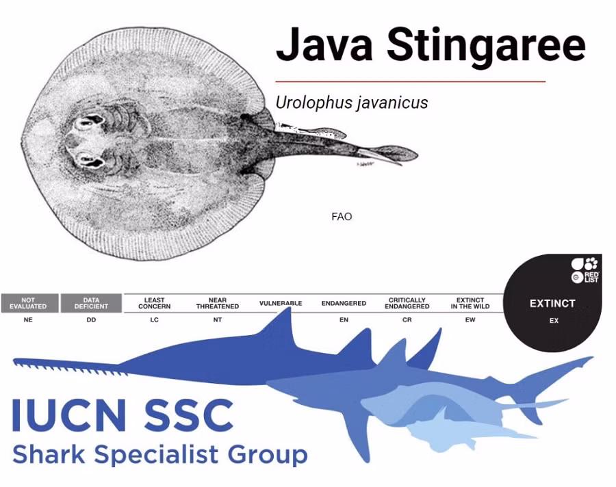 Theo đó, việc bảo tồn loài cá nước ngọt rất quan trọng vì chúng đóng vai trò quan trọng trong hệ sinh thái và khả năng phục hồi của môi trường.