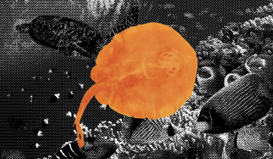 Bà Kathy Hughes, đồng Chủ tịch của Nhóm chuyên gia về Cá nước ngọt thuộc Ủy ban Sinh tồn loài (SSC) của IUCN, đã nhấn mạnh về sự đa dạng của các loài cá nước ngọt, chỉ ra rằng chúng chiếm hơn một nửa số loài cá được biết đến trên thế giới, mặc dù hệ sinh thái nước ngọt chỉ chiếm 1% môi trường sống dưới nước.