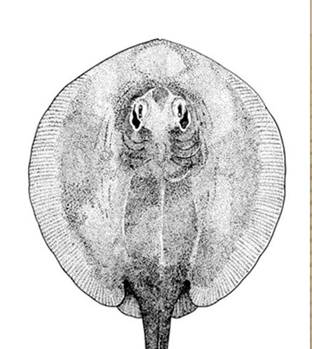 Quần thể cá đuối Java đã bị đe dọa nghiêm trọng bởi việc đánh bắt quá mức, thậm chí không kiểm soát, dẫn đến suy giảm số lượng vào những năm 1870.