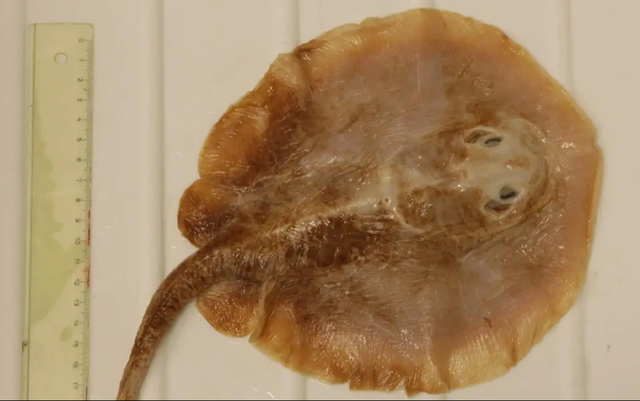 Urolophus javanicus được mô tả là loài cá biển nhỏ, có kích thước bằng một chiếc đĩa ăn, được phát hiện lần đầu tiên qua một mẫu vật thu thập ở chợ cá Jakarta, Indonesia, vào năm 1862. Từ đó, sinh vật biển này đã trở thành một bí ẩn.