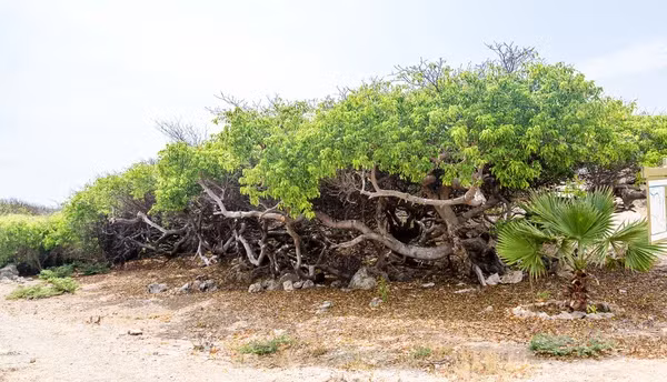 Strickland và bạn của cô may mắn chỉ ăn một lượng nhỏ quả Manchineel nên vẫn sống sót. Tuy nhiên, trải qua những cảm giác đau đớn và khó chịu với triệu chứng của độc tính từ cây Manchineel, họ nhận ra sự nguy hiểm của loài cây này.