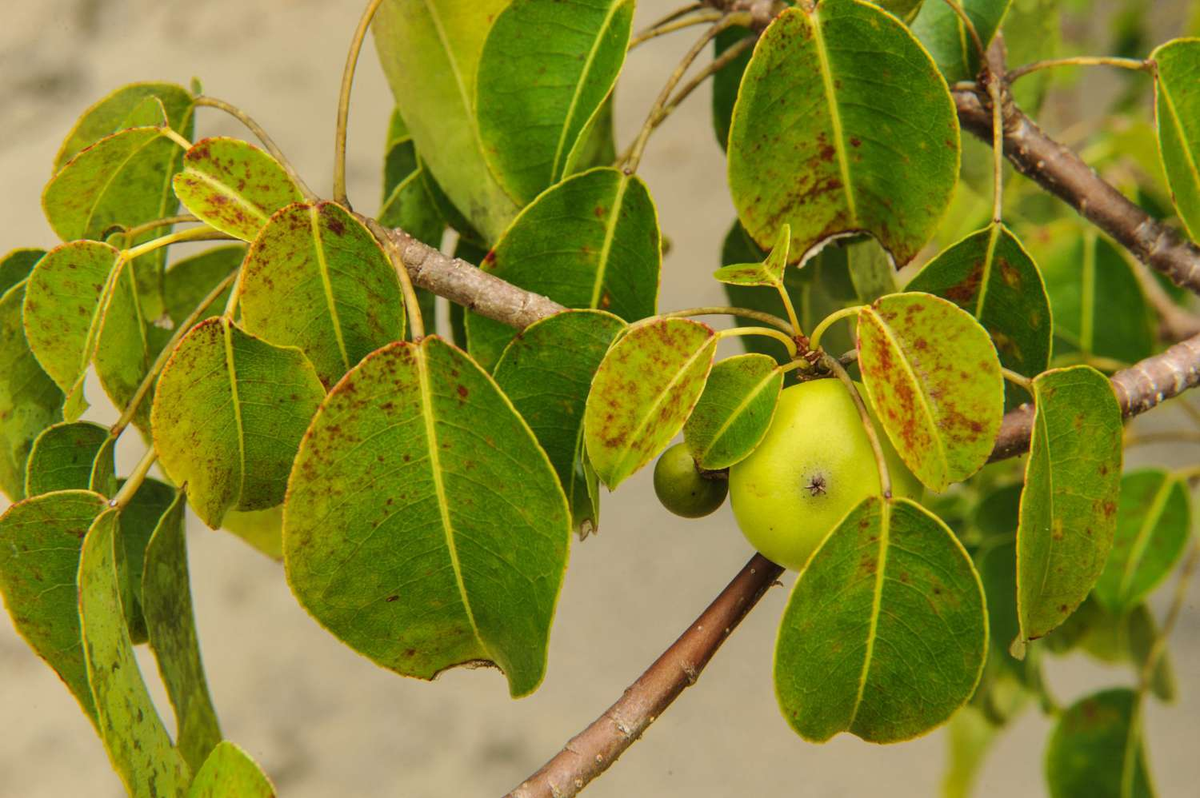 Manchineel, tên khoa học là Hippomane Mancinella, thuộc họ Đại kích và sinh sống ở khu vực nhiệt đới như Bắc Mỹ, Trung Mỹ, Caribbean và Nam Mỹ.