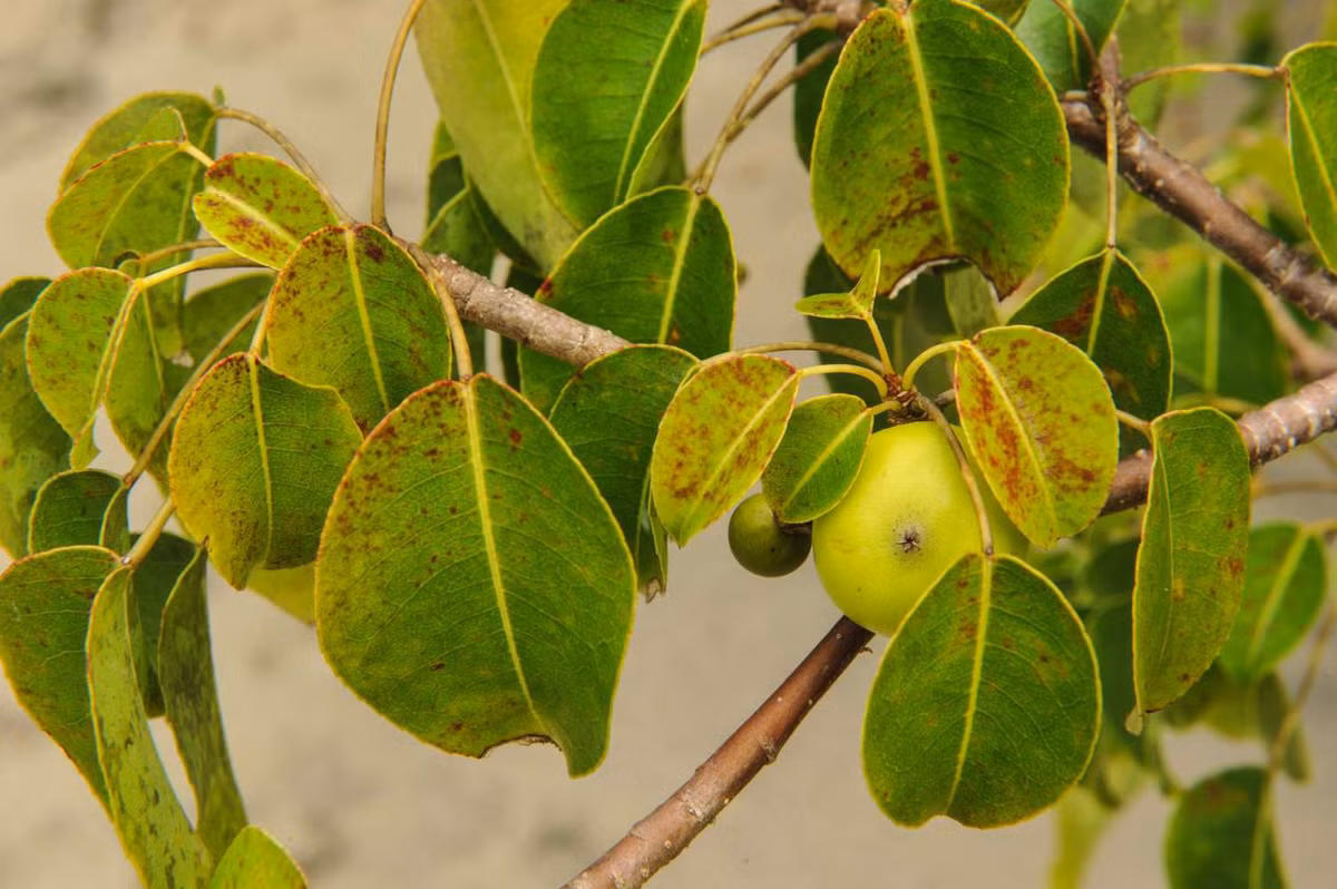 Manchineel, tên khoa học là Hippomane Mancinella, thuộc họ Đại kích và sinh sống ở khu vực nhiệt đới như Bắc Mỹ, Trung Mỹ, Caribbean và Nam Mỹ.