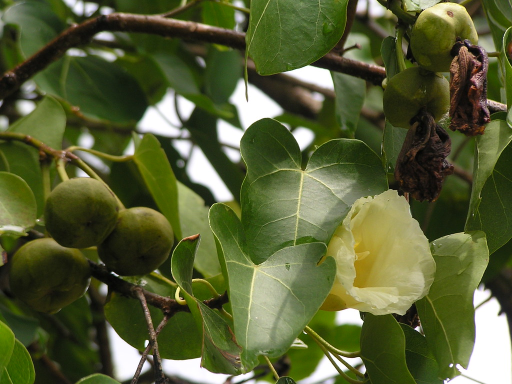 Ngay cả khi trời mưa, những giọt nước từ cây cũng có thể gây bỏng da.