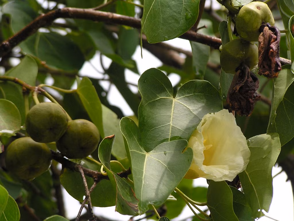 Ngay cả khi trời mưa, những giọt nước từ cây cũng có thể gây bỏng da.