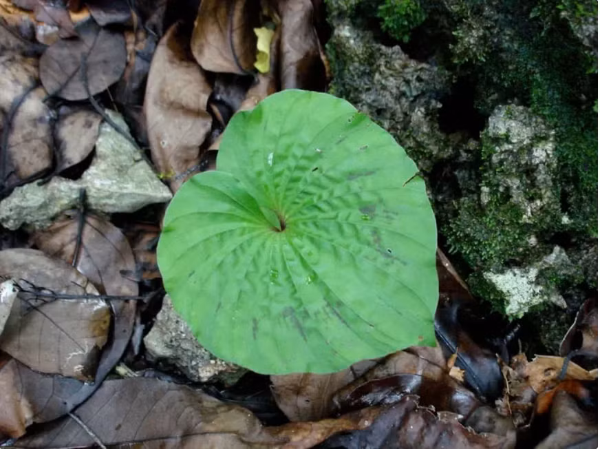  Loài cây hiếm có khó tìm này thuộc họ Lan và còn được gọi là thanh thiên quỳ, lan một lá, lan cờ, châu diệp, slam lài, bửa thoọc, cây một lá và có tên khoa học là Nervilia fordii (Hance) Schultze.