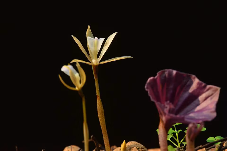 Cánh hoa màu trắng với đốm tím hồng hoặc màu vàng hơi xanh lục.