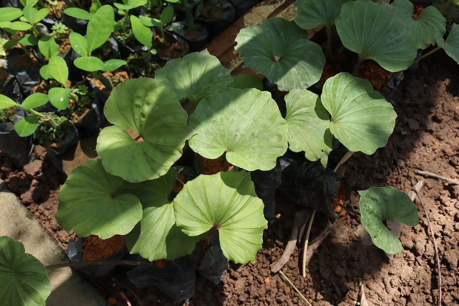 Cây một lá thường mọc trong các hốc đá hoặc dưới tán rừng kín thường xanh ẩm. Độ cao phân bố của cây dao động từ 600 đến 1500m.