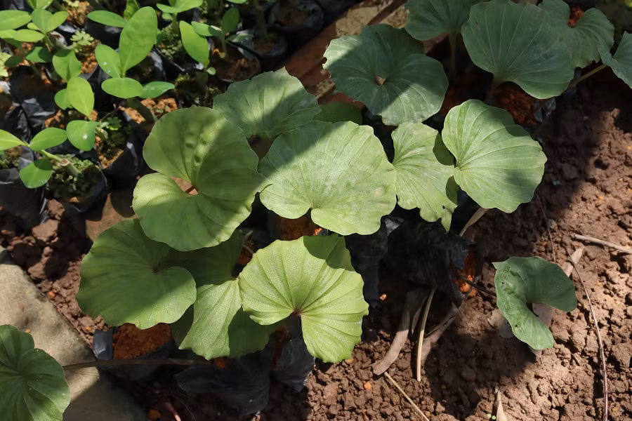 Cây một lá thường mọc trong các hốc đá hoặc dưới tán rừng kín thường xanh ẩm. Độ cao phân bố của cây dao động từ 600 đến 1500m.