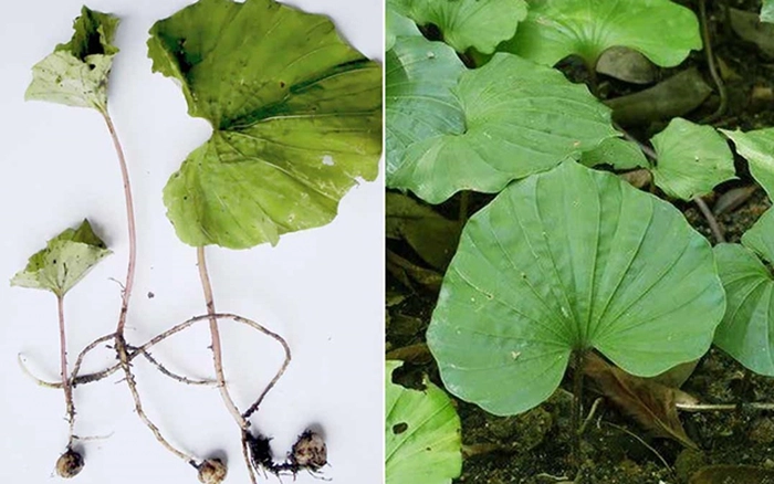 Cây một lá ra hoa vào tháng 3 đến tháng 5 và cho quả nang vào tháng 4 đến tháng 6. Lá cây có thể thu hái quanh năm và được sử dụng trong y học dân gian với tác dụng thanh nhiệt, nhuận phế, giảm ho, giải độc và làm dịu đau. Cây một lá cũng được nghiên cứu để điều trị các chứng ung thư phổi và vòm họng.