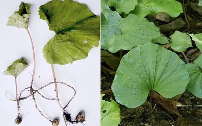 Cây một lá ra hoa vào tháng 3 đến tháng 5 và cho quả nang vào tháng 4 đến tháng 6. Lá cây có thể thu hái quanh năm và được sử dụng trong y học dân gian với tác dụng thanh nhiệt, nhuận phế, giảm ho, giải độc và làm dịu đau. Cây một lá cũng được nghiên cứu để điều trị các chứng ung thư phổi và vòm họng.