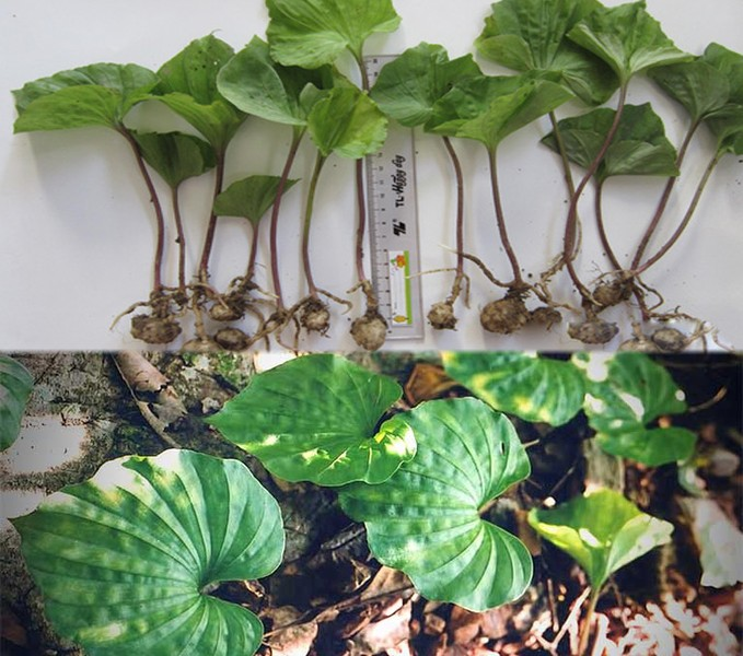 Thời vụ trồng cây tốt nhất là vào tháng 3-4 hàng năm, và kích thước củ ảnh hưởng lớn đến sinh trưởng của cây.